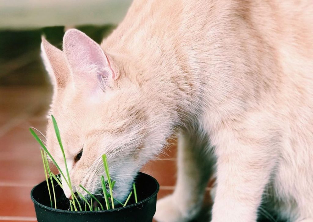 kucing makan rumput