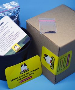DIY CATNIP Kekucingan
