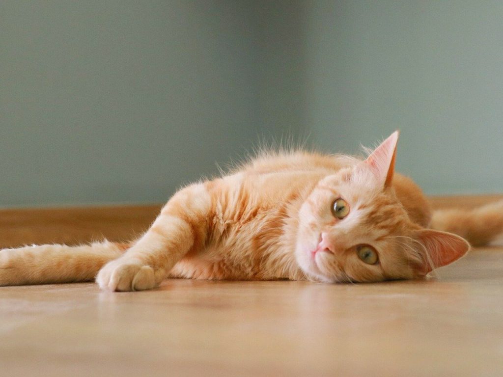 Tips memelihara kucing